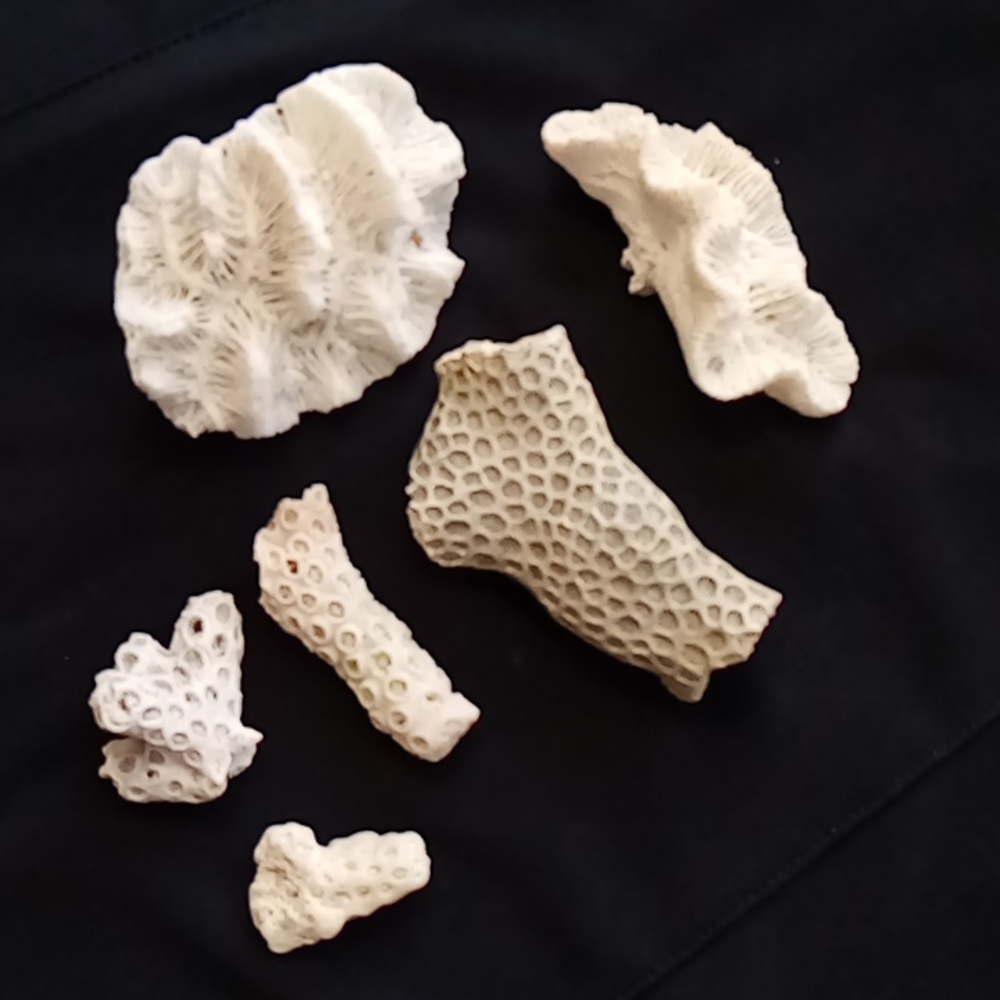 Fossil Coral 🪸 6 various pieces